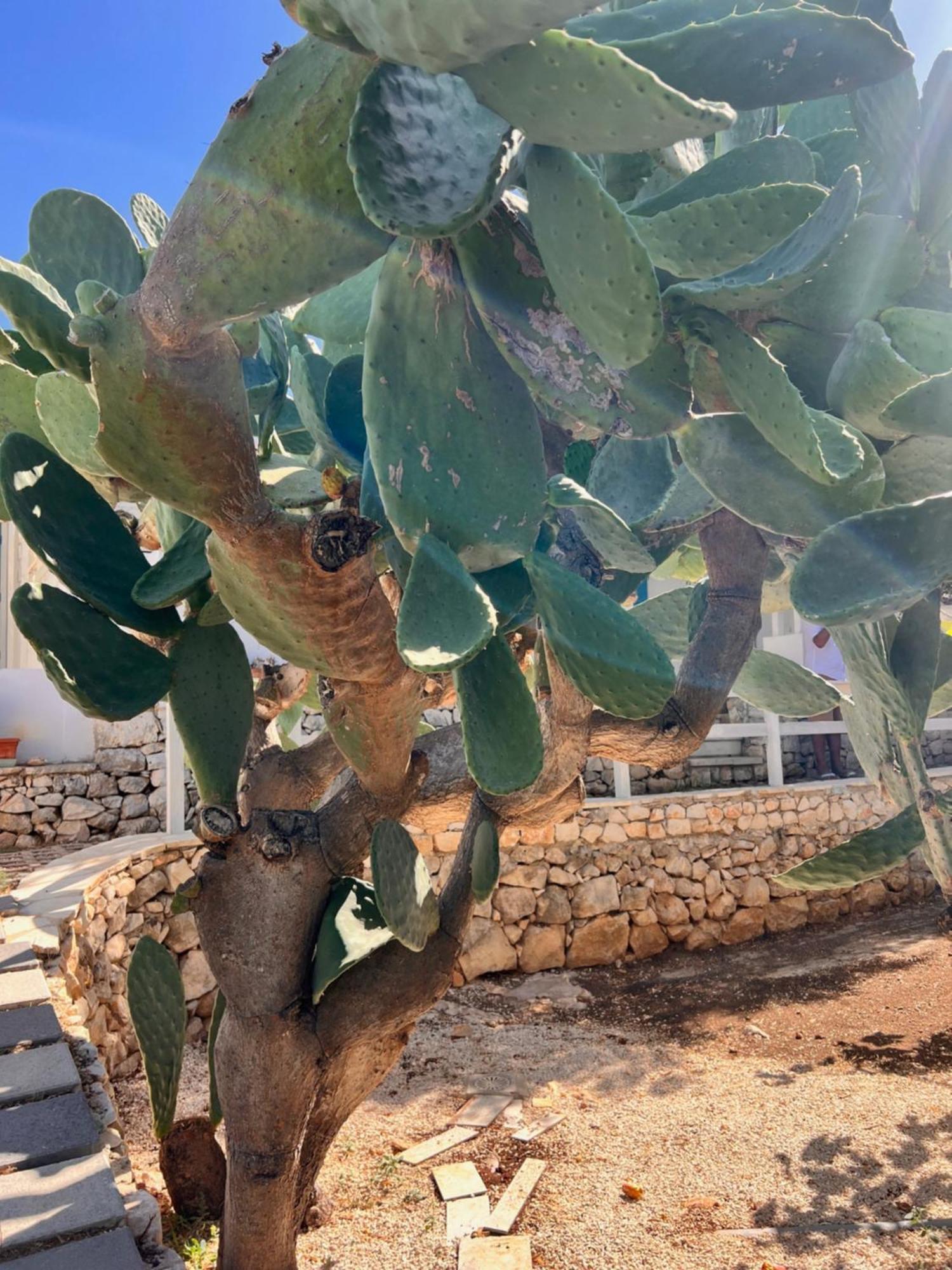 איספיקה Villa Aurea מראה חיצוני תמונה